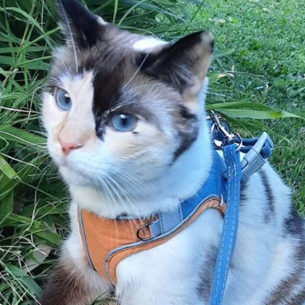 ESCAPE-PROOF CAT HARNESS + LEASH