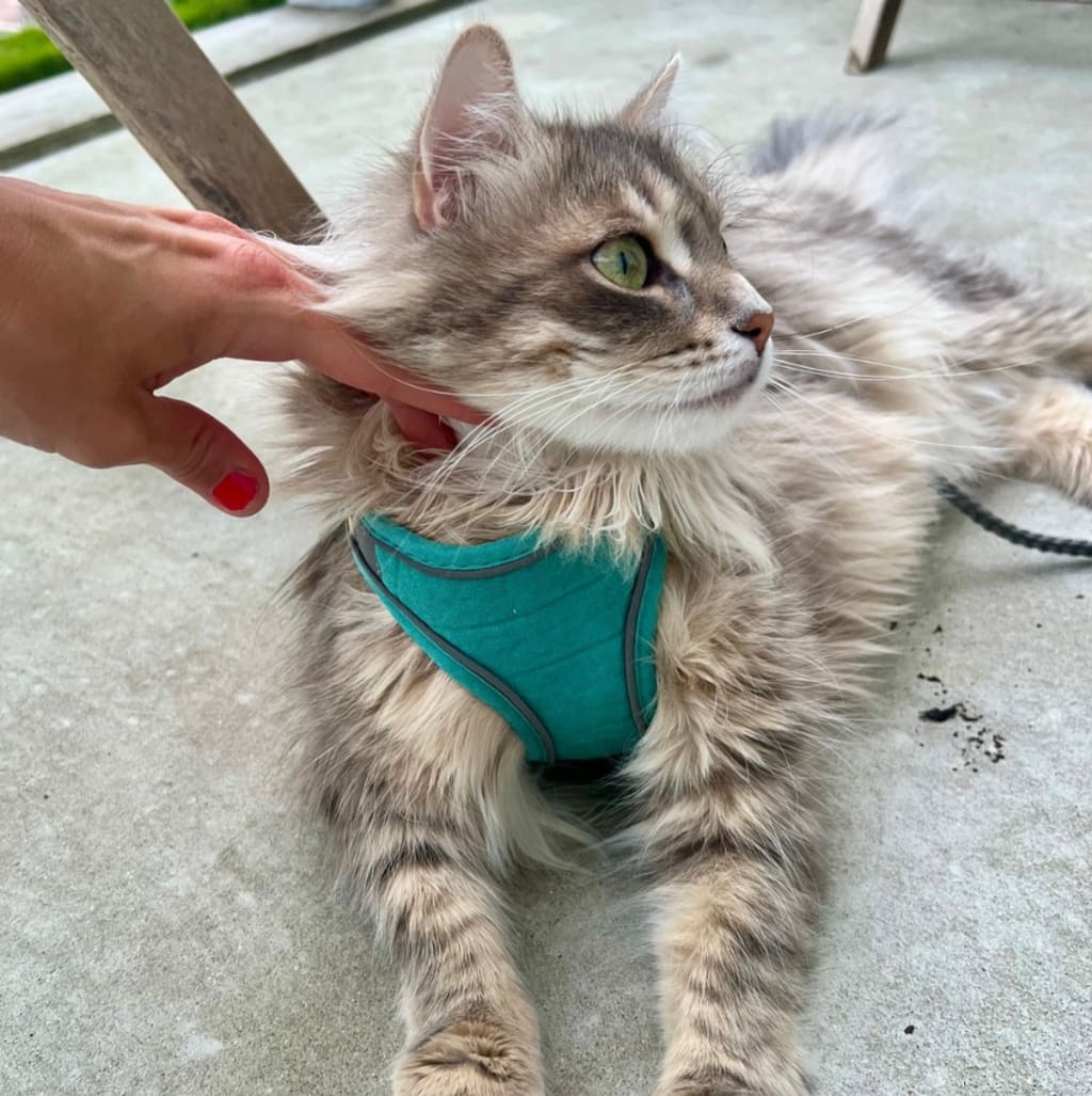 ESCAPE-PROOF CAT HARNESS + LEASH