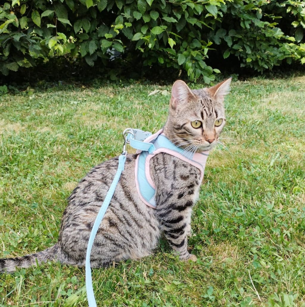 ESCAPE-PROOF CAT HARNESS + LEASH