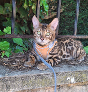 ESCAPE-PROOF CAT HARNESS + LEASH